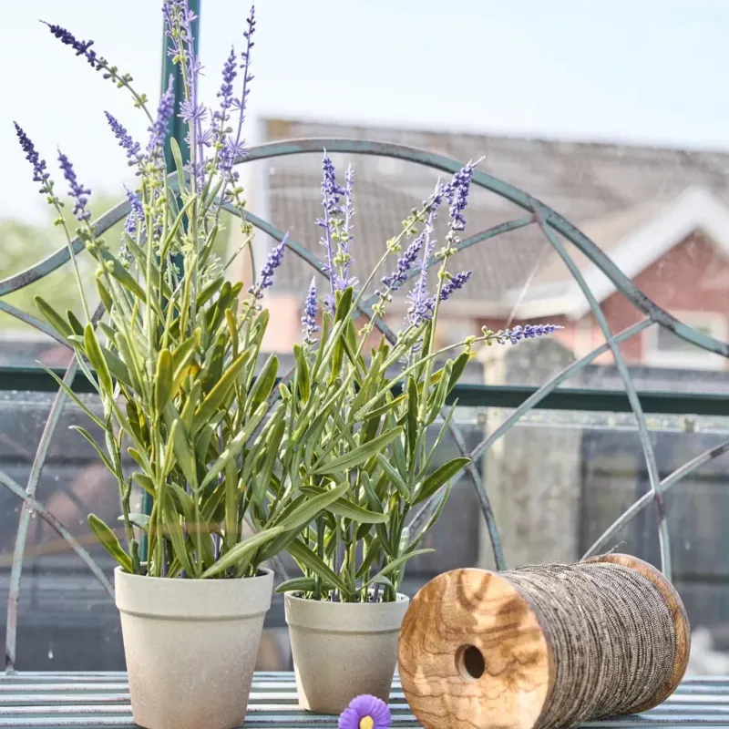 Lavendel im Topf - Verschiedene Größen - Speedtsberg